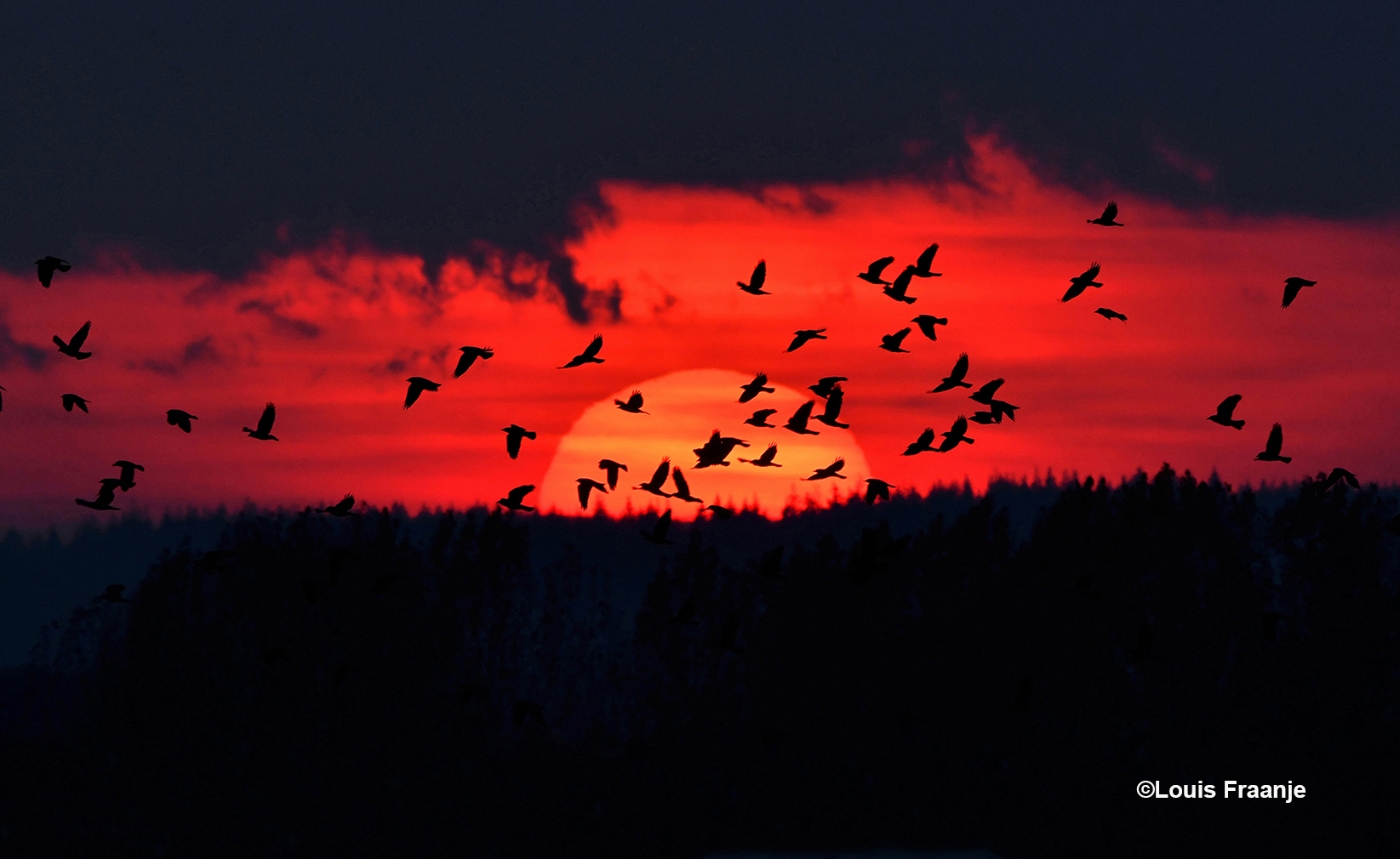 Dan ineens komt er een hele zwerm vogels voorbij vliegen - Foto: ©Louis Fraanje