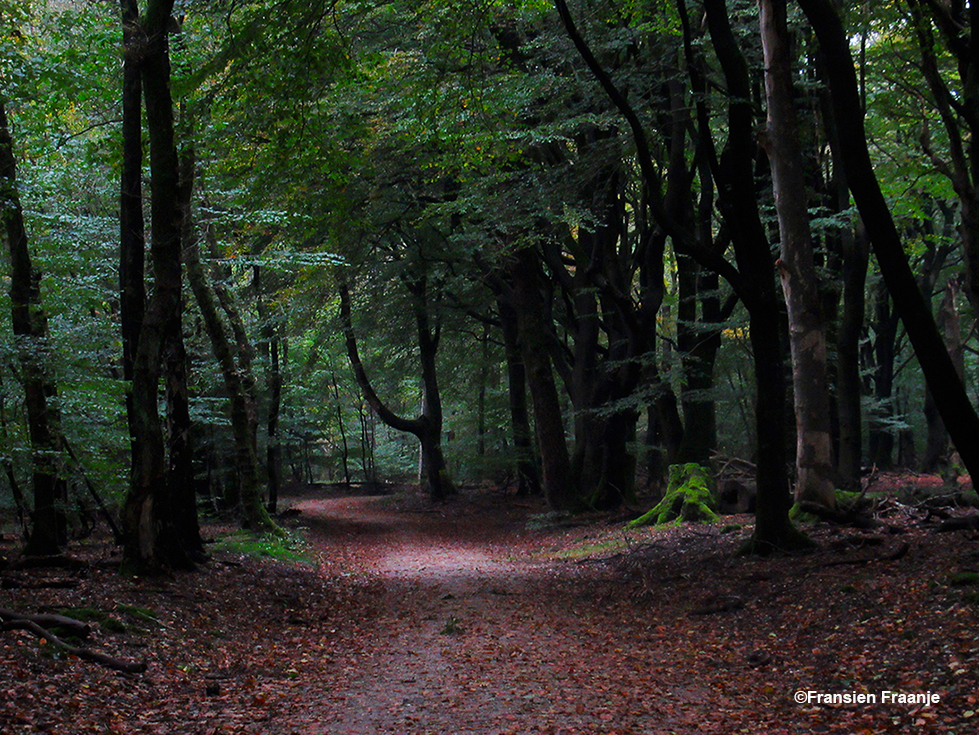 De brede bospaden nodigen ons uit tot zwerven - Foto: ©Louis Fraanje