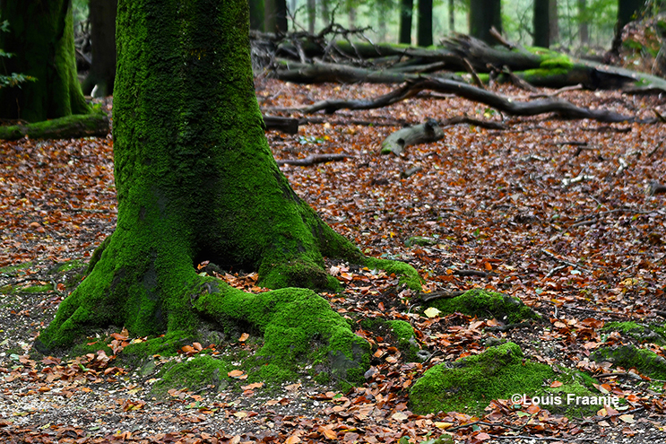 Een groen bemoste voet van een oude beuk in het Speulderbos - Foto: ©Louis Fraanje