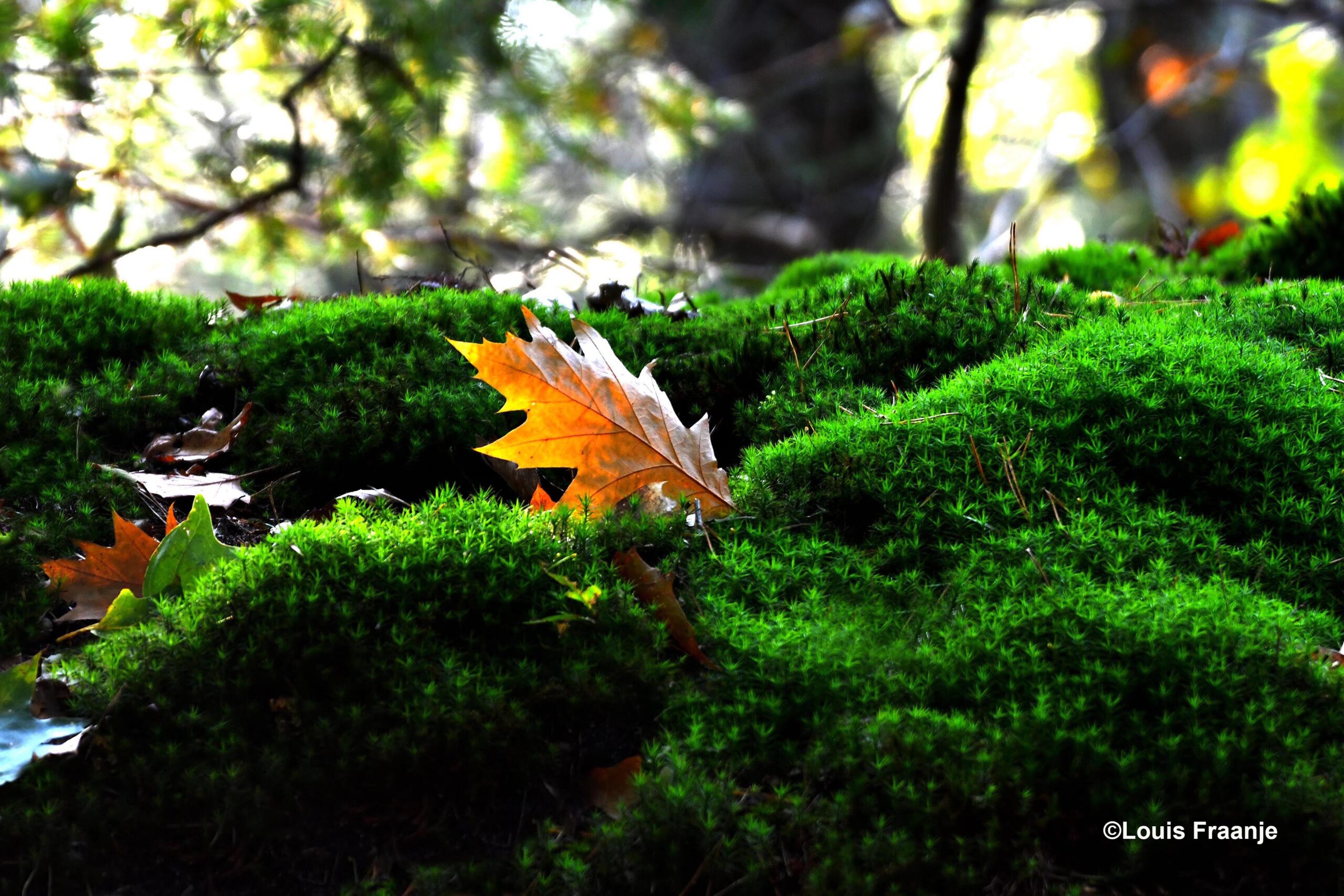 Prachtig stilleven van een een bruin blaadje op het groene mos - Foto: ©Louis Fraanje