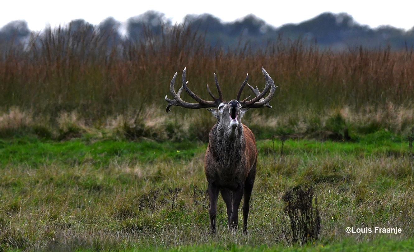 Als hij aan de rand van de wildweide staat, gooit hij nogmaals zijn kop achterover en laat zijn geburl over het Reemsterveld daveren - Foto: ©Louis Fraanje