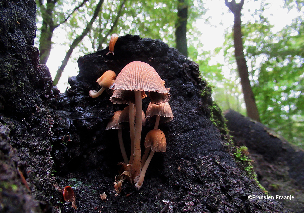 De grote bloedsteelmycena op een boomstronk, let ook op het naaktslakje boven de paddenstoel die naar beneden komt kruipen - Foto: ©Fransien Fraanje