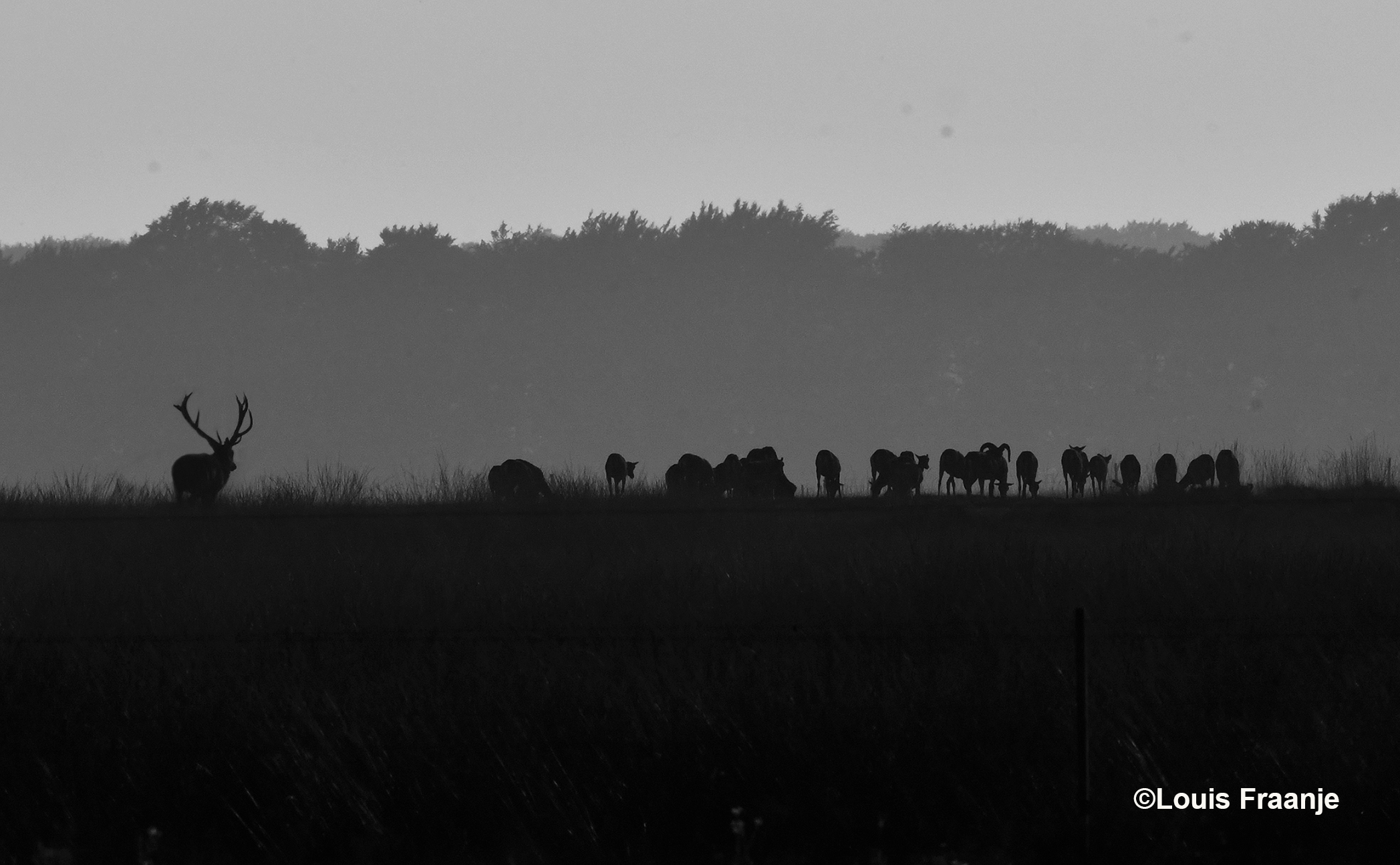 Het silhouet van de kudde moeflons en het eenzame hert op de heuvel van het Reemsterveld - Foto: ©Louis Fraanje