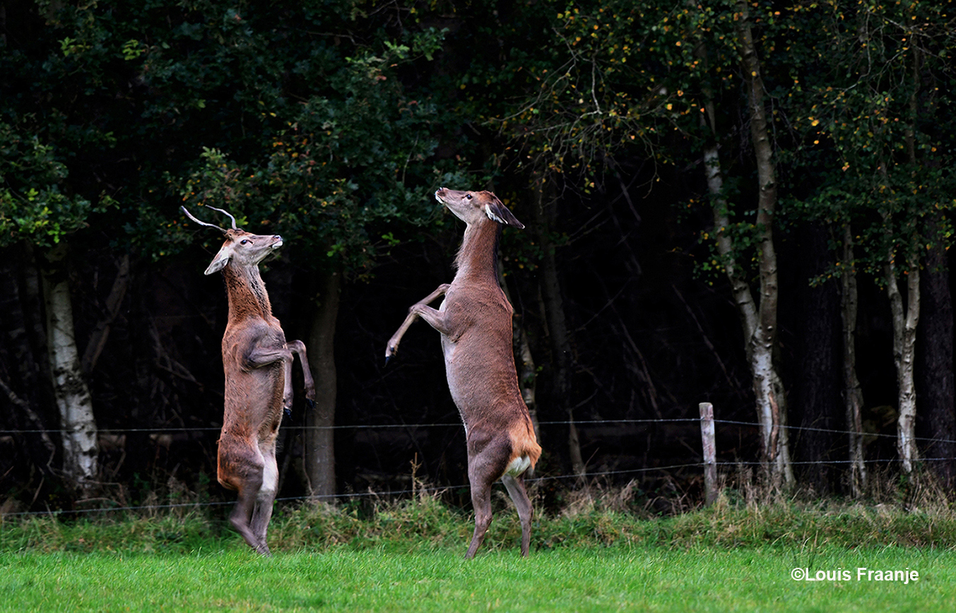 De hinde (R) gaat op haar achterste poten staan om het jonge hert(L) terecht te wijzen - Foto: ©Louis Fraanje
