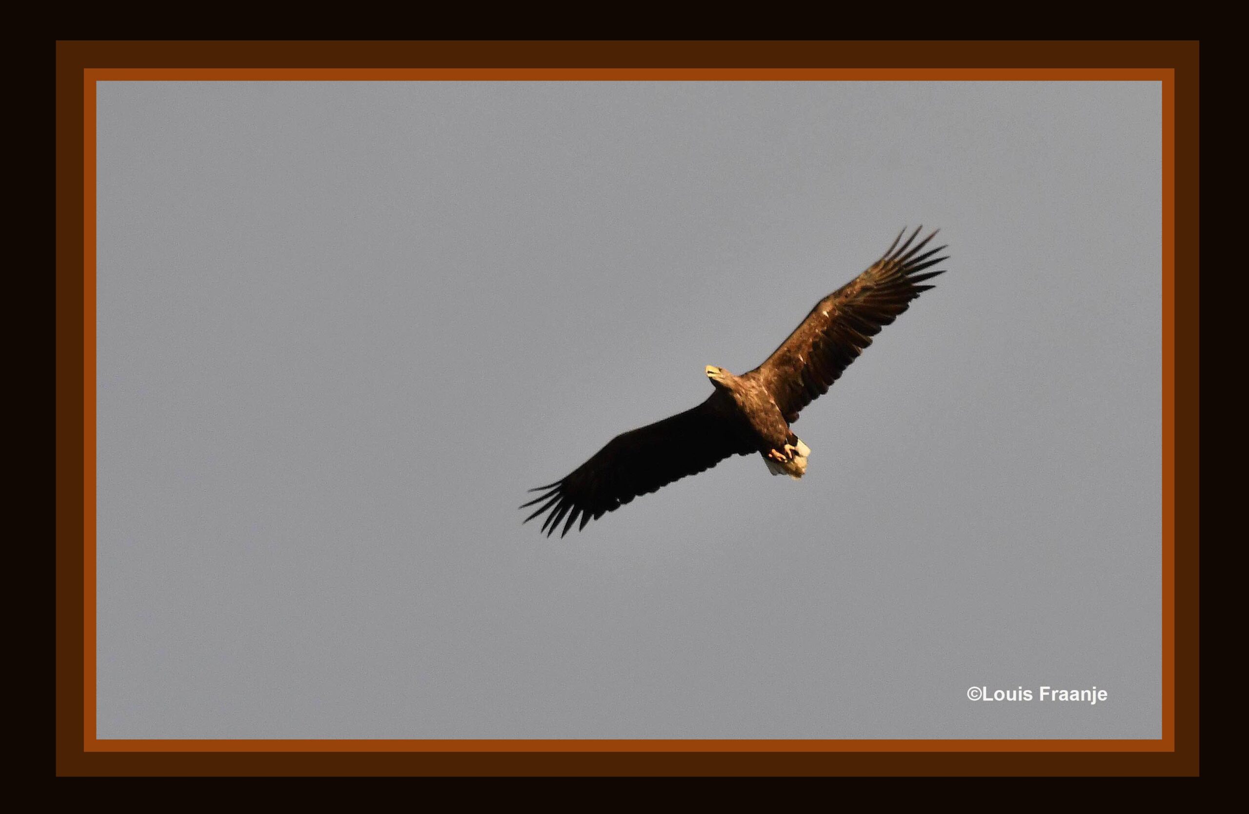 De enorme grote roofvogel bleek een zeearend te zijn, ook wel 'Vliegende deur' genoemd - Foto: ©Louis Fraanje