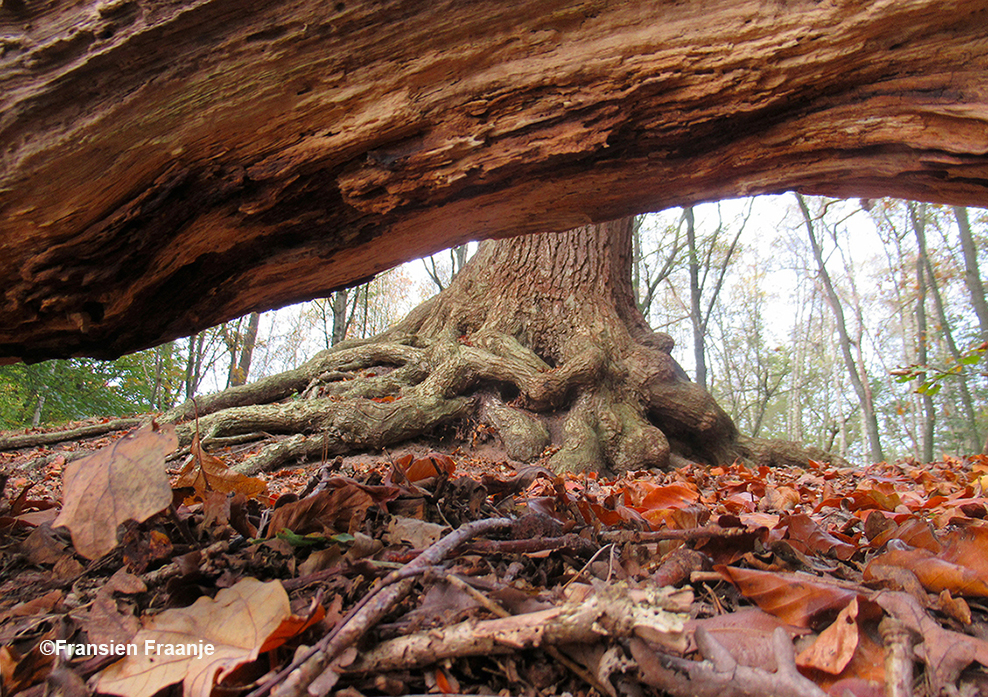 Mooi onder-doorkijkje naar de wortels van een eikenboom - Foto: ©Fransien Fraanje