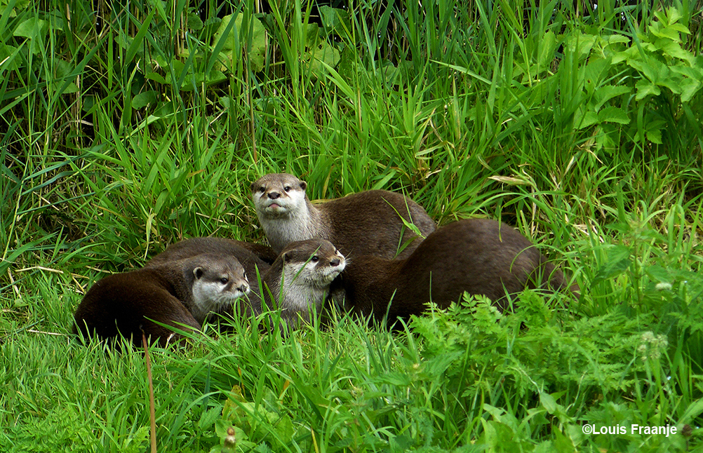 De vier jonge otters aan de waterkant - Foto: ©Louis Fraanje