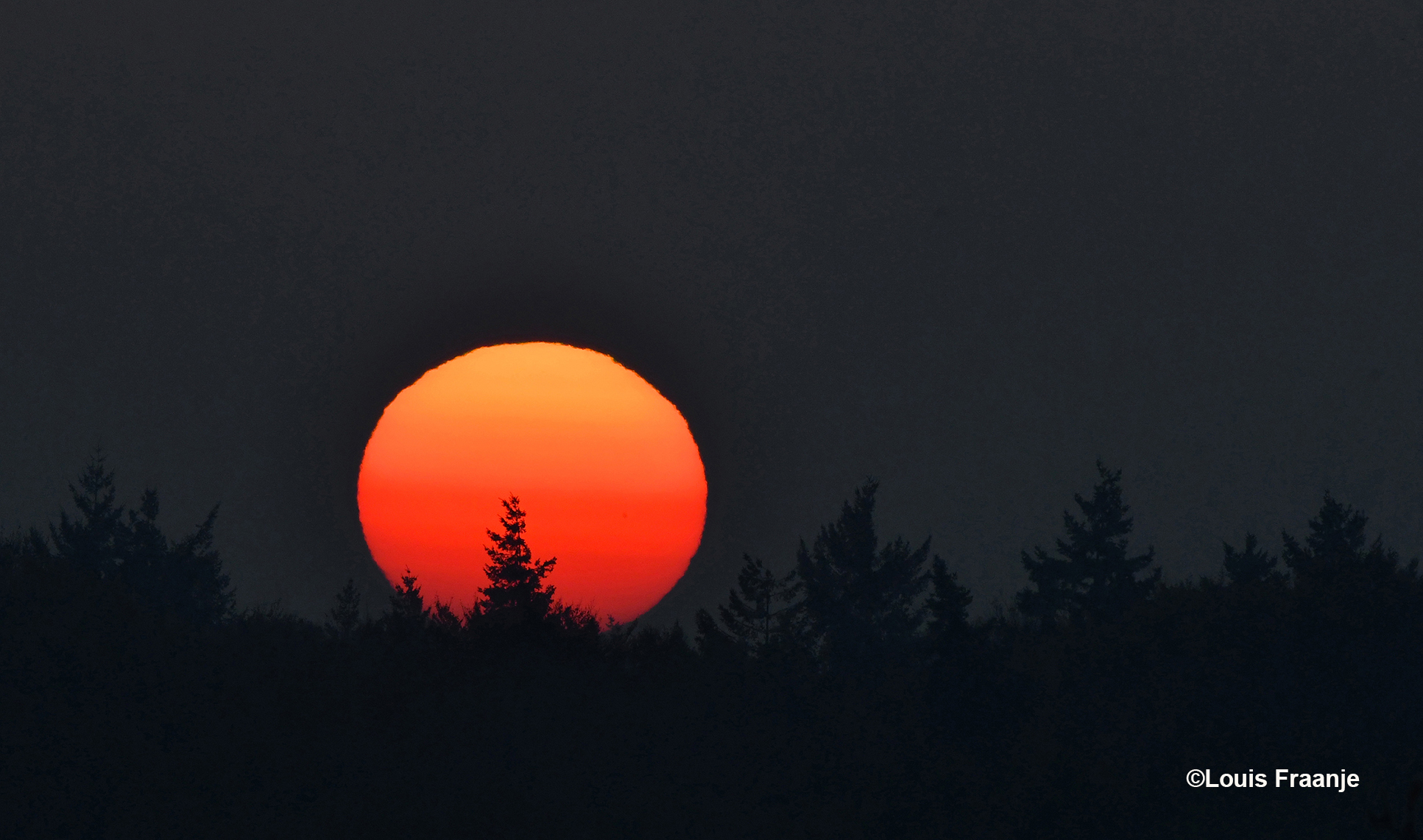 De morgenzon verscheen als een vuurrode bal vanachter de boomtoppen van de hoge sparren - Foto: ©Louis Fraanje