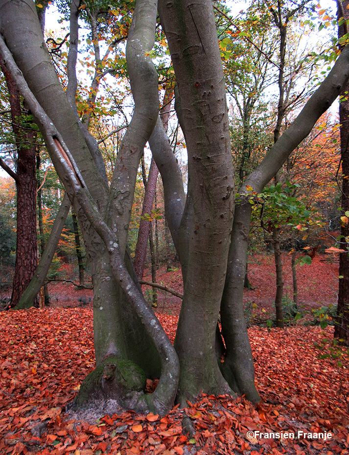 Een meerstammige beukenboom in een tapijt van herfstbladeren - Foto: ©Fransien Fraanje