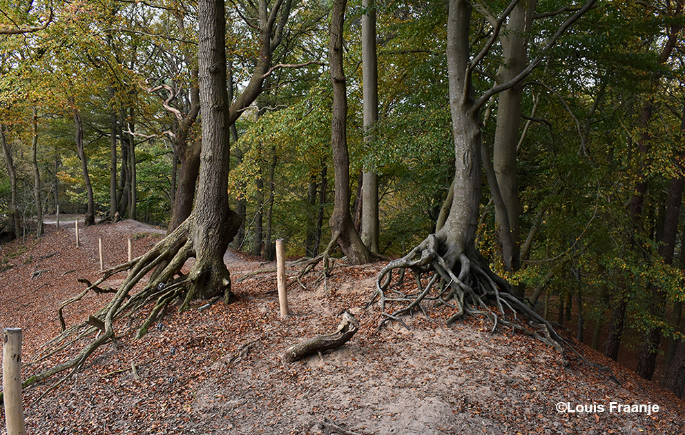 Een afrastering van heiningdraad die dwars tussen beide bomen door is getrokken – Foto: ©Louis Fraanje