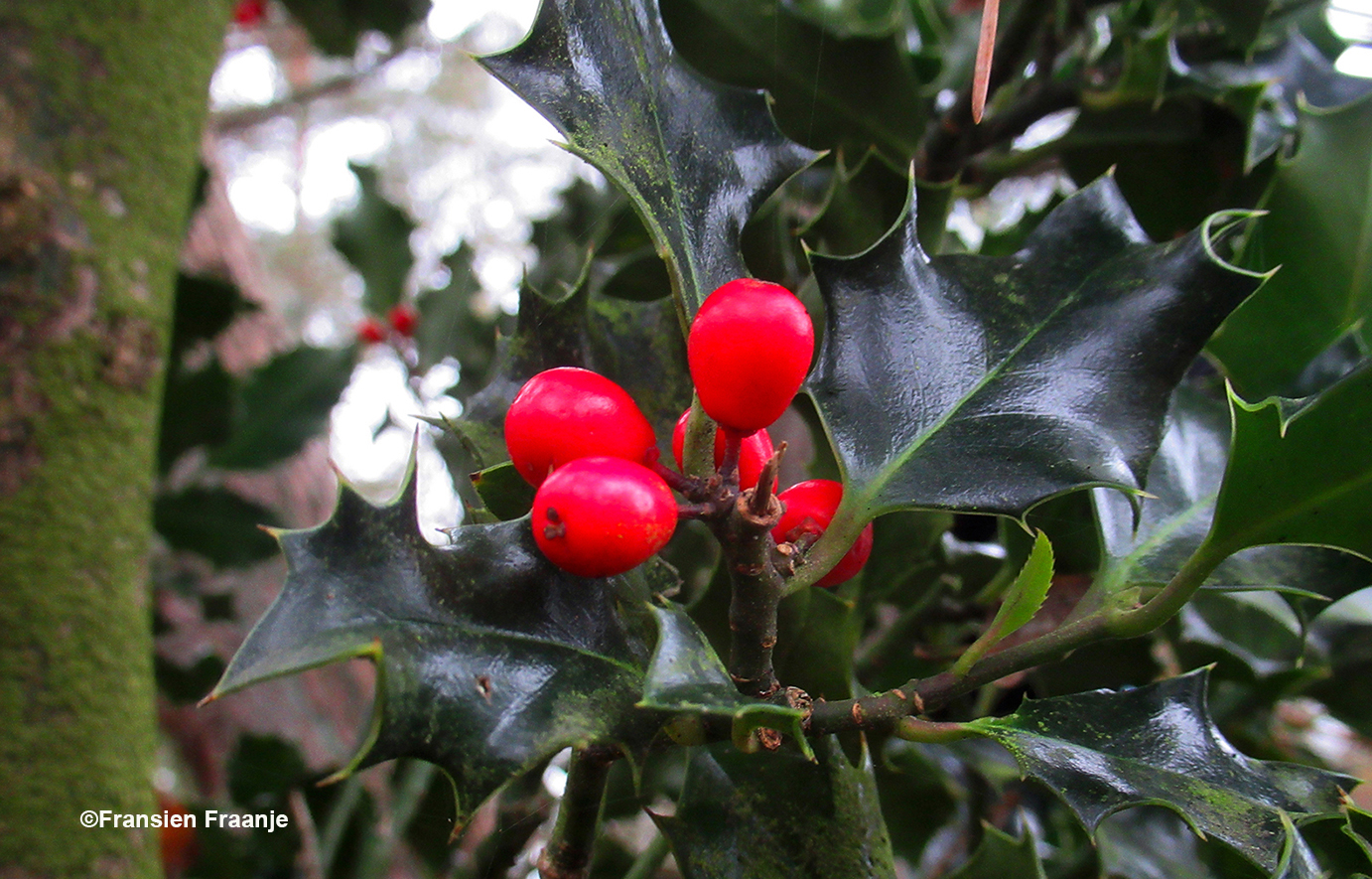 De rode bessen in de Hulst geven ons al een klein beetje Kerstgevoel - Foto: ©Fransien Fraanje