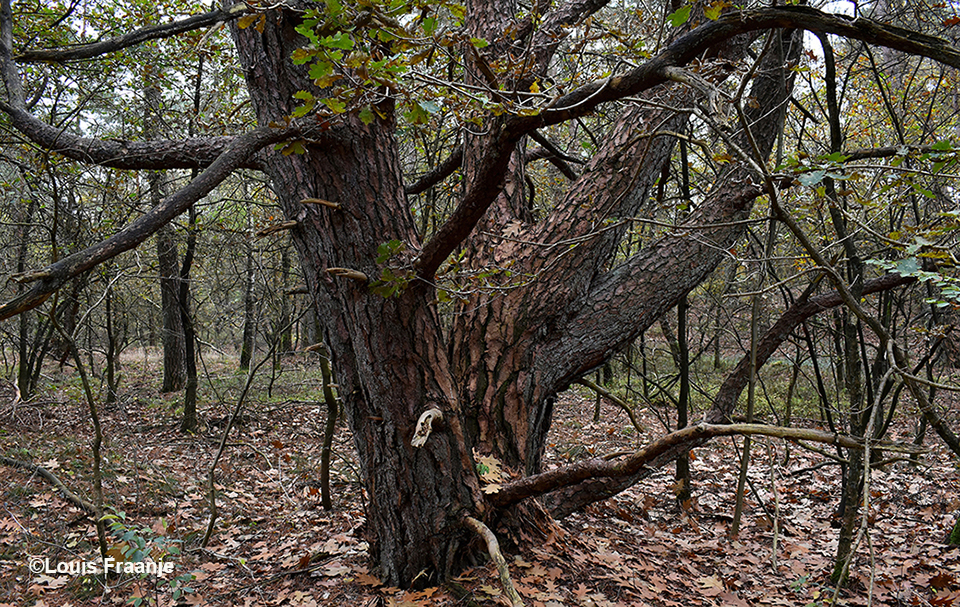 Bijvoorbeeld zo'n oude en kromgegroeide Dennenboom - Foto: ©Louis Fraanje