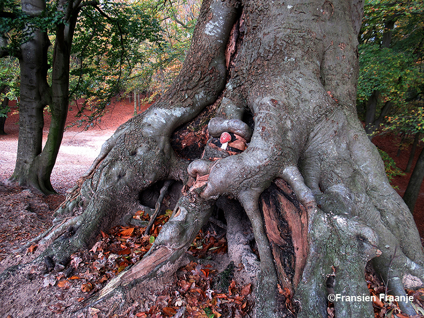 Onderin de voet van de boom zit een klein paddenstoeltje met een rode hoed, en links van de boom zien we ook een hele mooie vergroeide boomstam - Foto: ©Frasien Fraanje