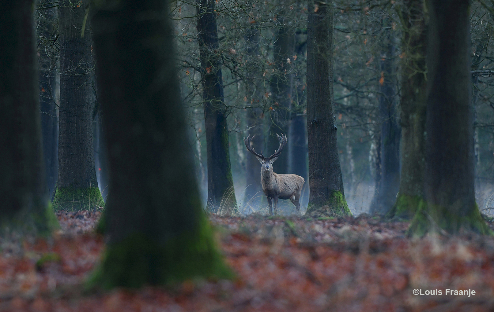 Ineens, zomaar vanuit die mist komt er een prachtig edelhert (ongelijke 24-ender) tevoorschijn - Foto: ©Louis Fraanje