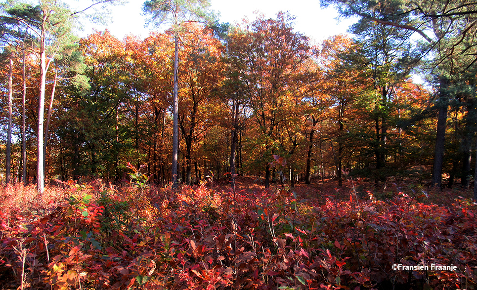 De vlammende kleuren van de herfst zijn nu in alle hevigheid doorgebroken - Foto: ©Louis Fraanje