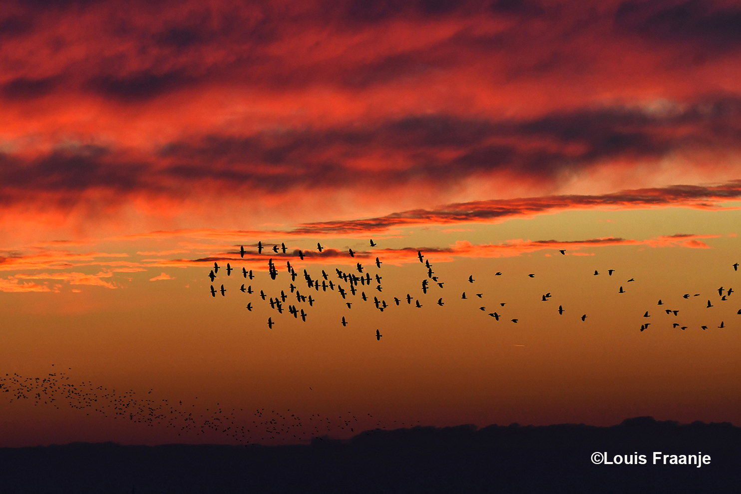 En even later kwam er ook nog een een hele zwerm vogels langs vliegen - Foto: ©Louis Fraanje