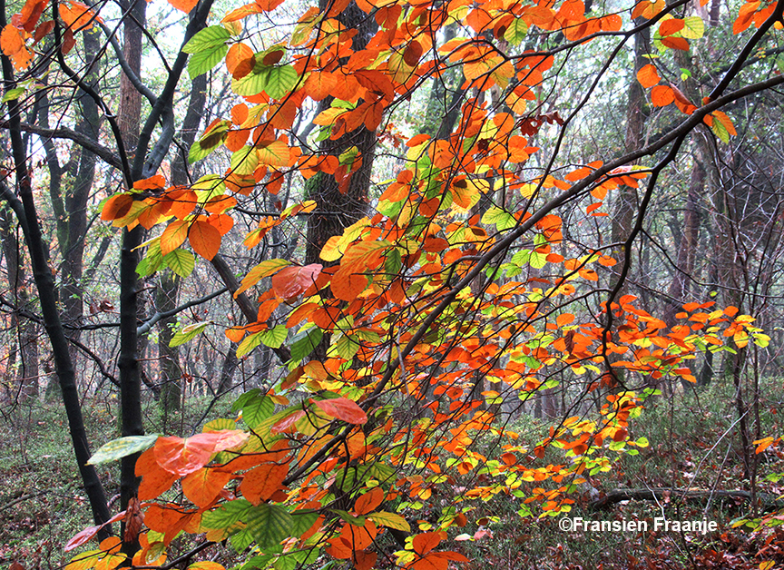 Dwars door de prachtige herfstkleuren heen zien we het kale bos - Foto: ©Fransien Fraanje