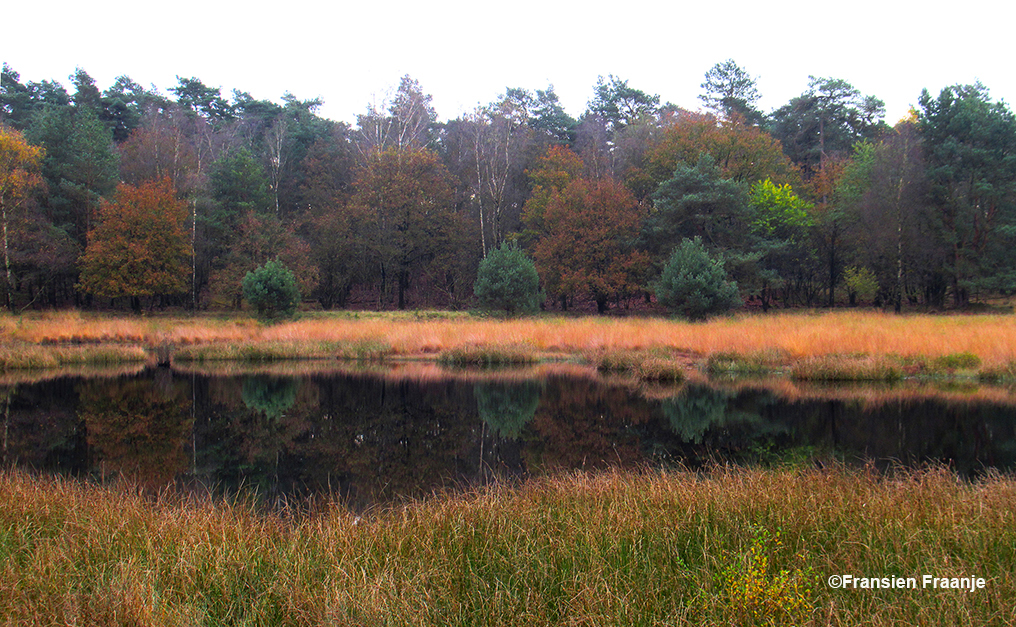 Het is 'oorverdovend' stil in het Kootwijkerveen, dat omringd wordt door herfstkleuren - Foto: ©Fransien Fraanje