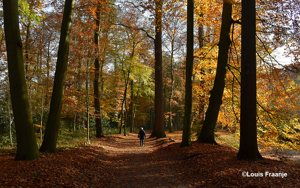 Op deze foto waar Fransien aan het wandelen is, komen de prachtige woudreuzen van bomen nog duidelijker in beeld - Foto: ©Louis Fraanje