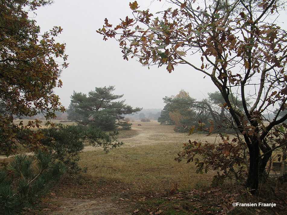 Het laatste deel van de herfstwandeling gaat over de open vlakte - Foto: ©Fransien Fraanje
