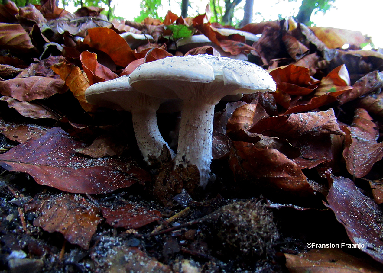 Bij deze geel/witte russula liggen de sporen rondom de paddenstoel - Foto: ©Fransien Fraanje