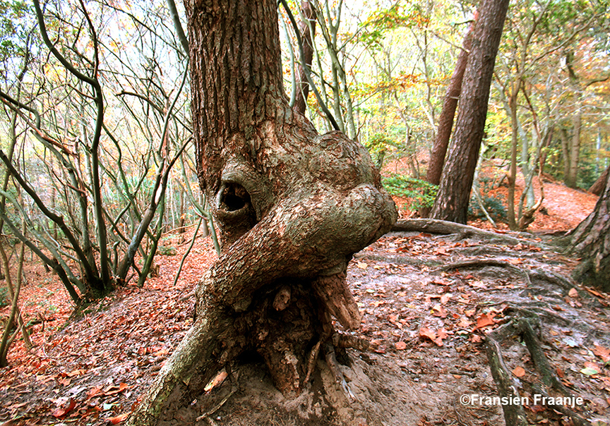 Het lijkt wel een opengesperde muil van een of andere boomgeest - Foto: ©Fransien Fraanje