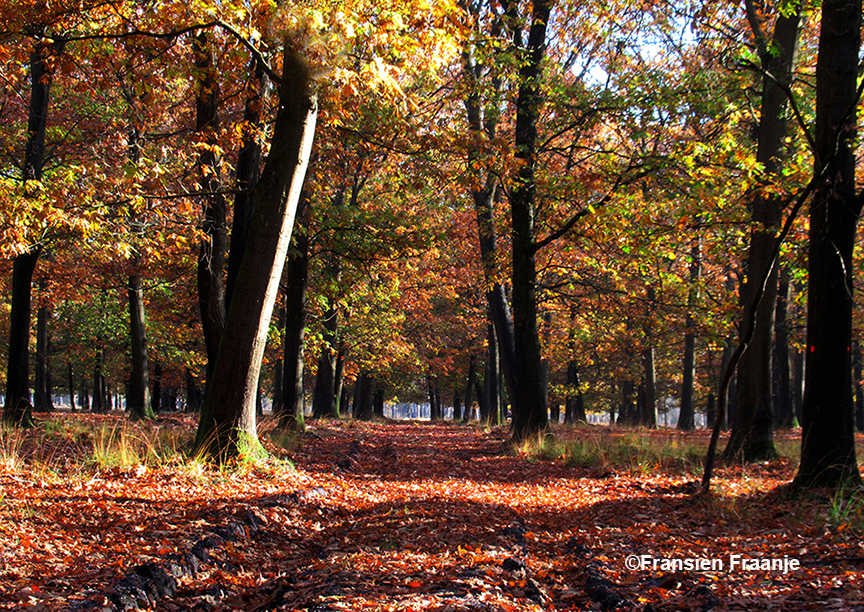 Het herfstbos om ons heen lijkt wel een en al goud - Foto: ©Fransien Fraanje