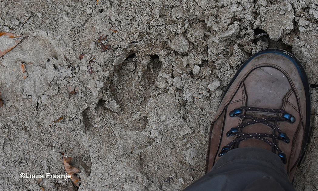 Naast mijn voet staat een prent van een wild zwijn in het zand - Foto: ©Louis Fraanje