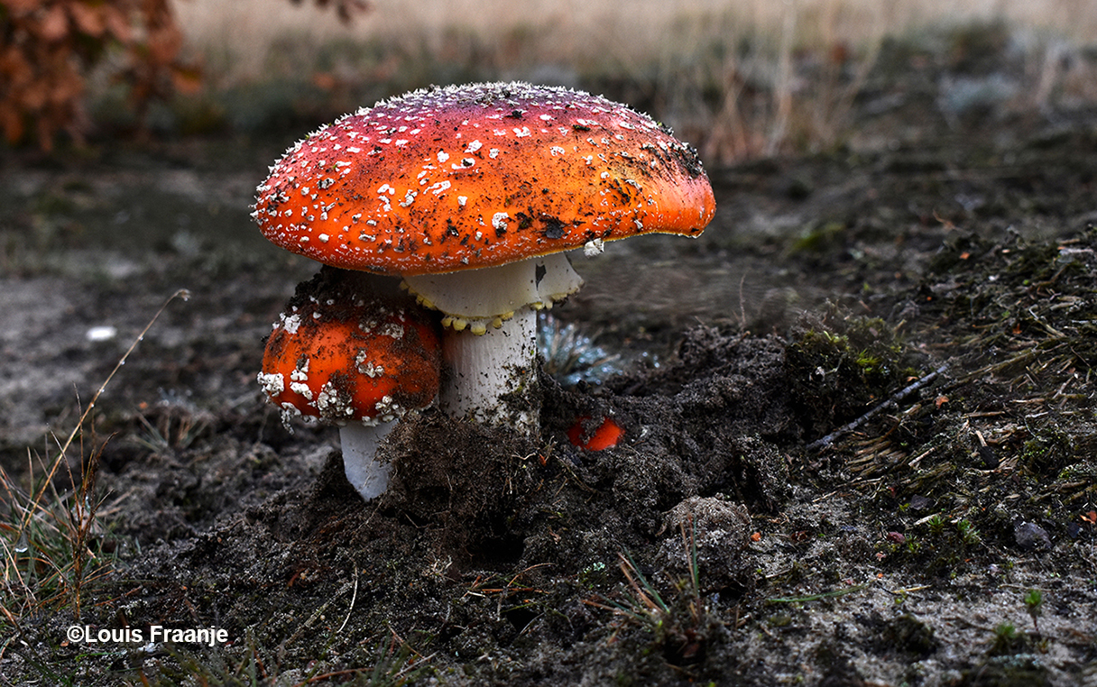 Ze komen echt - letterlijk en figuurlijk - als paddenstoelen uit de grond - Foto: ©Louis Fraanje