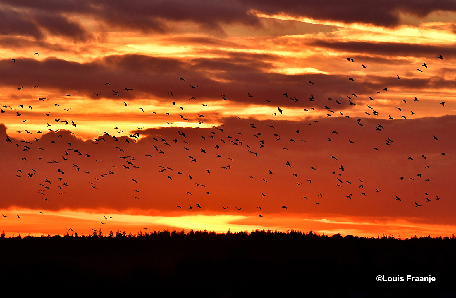 Een enorme zwerm vogels aan het firmament tijdens het avondrood - Foto: ©Louis Fraanje