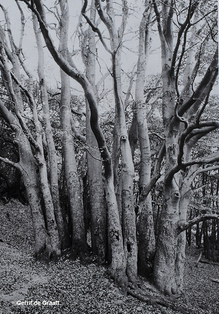 De indrukwekkende bomengroep in 1980 - Foto: ©Gerrit de Graaff
