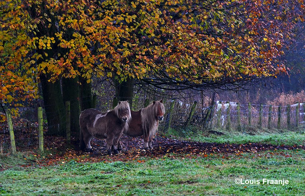 Een beetje dromerig staan deze twee Shetland pony's onder de bomen - Foto: ©Louis Fraanje