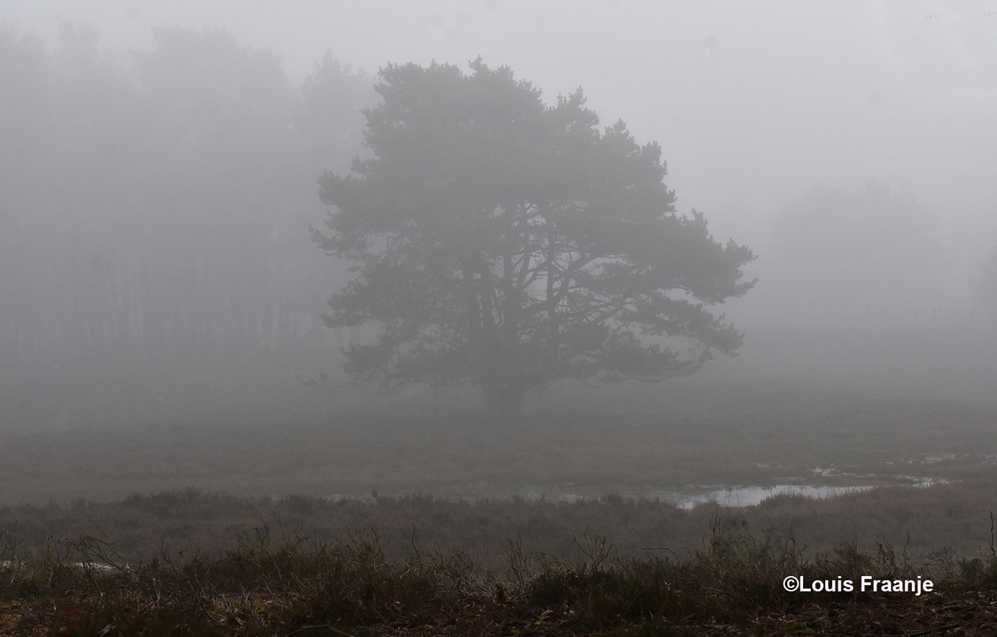Dwars door de mist heen zie ik het vennetje in de heide liggen - Foto: ©Louis Fraanje