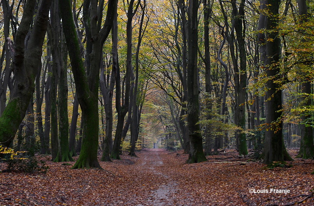 De entree in het Speulderbos achter de buurtschap Drie een van de mooiste bossen van de Veluwe - Foto: ©Louis Fraanje
