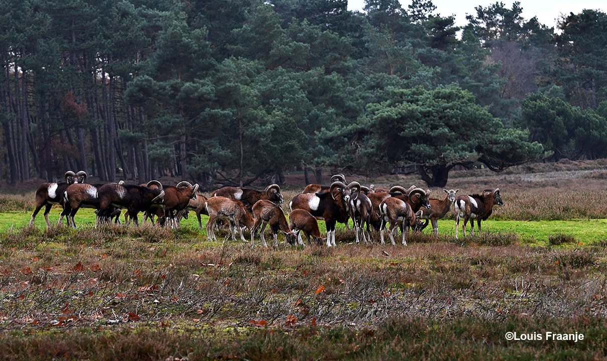 Hier een groot deel van de kudde moeflons - ongestoord en rustig grazend - in het open veld- Foto: ©Louis Fraanje