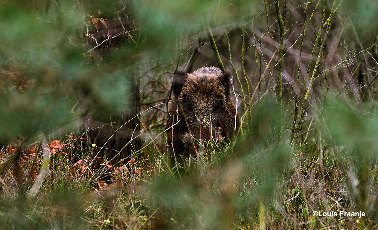 Een joekel van een wild zwijn, die jou van tussen de struiken staat aan te loeren - Foto: ©Louis Fraanje