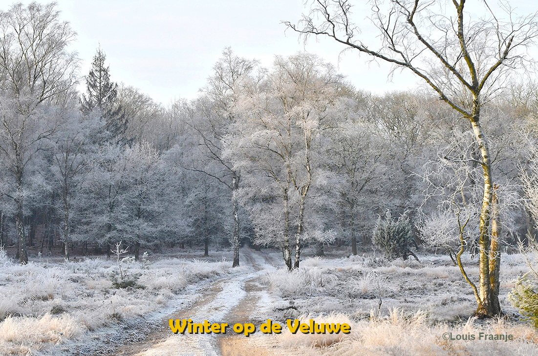 Het berijpte bos is omgetoverd tot een echt 'winters' tafereel- Foto: ©Louis Fraanje