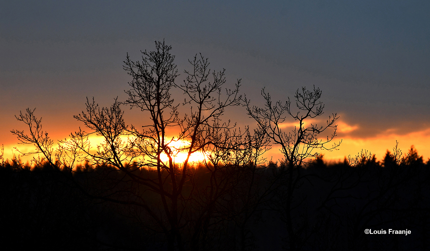 De zon zet de kale takken van de boomkruin in een gouden glans - Foto: ©Louis Fraanje