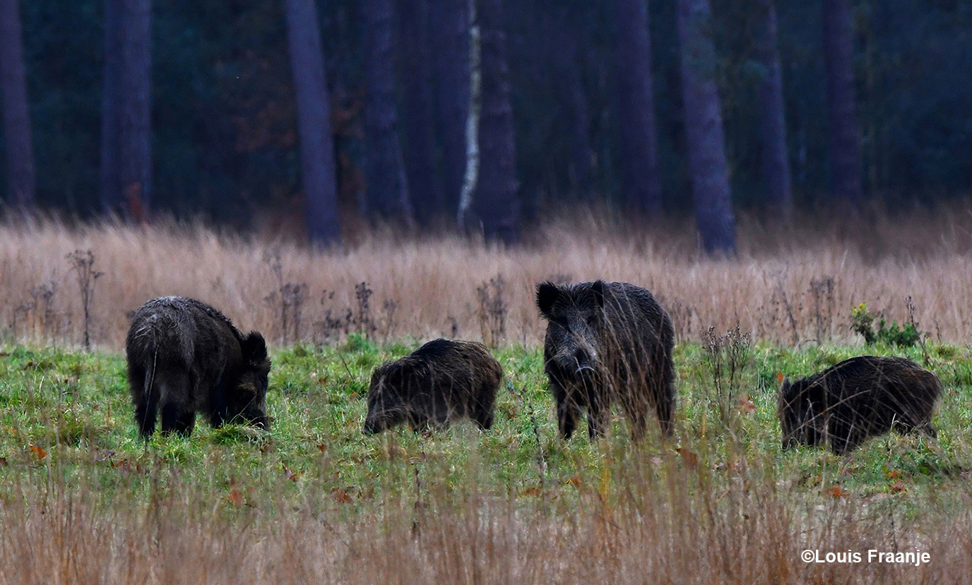 De wilde zwijnen zijn al druk aan het wroeten in het gras op de wildweide – Foto: ©Louis Fraanje