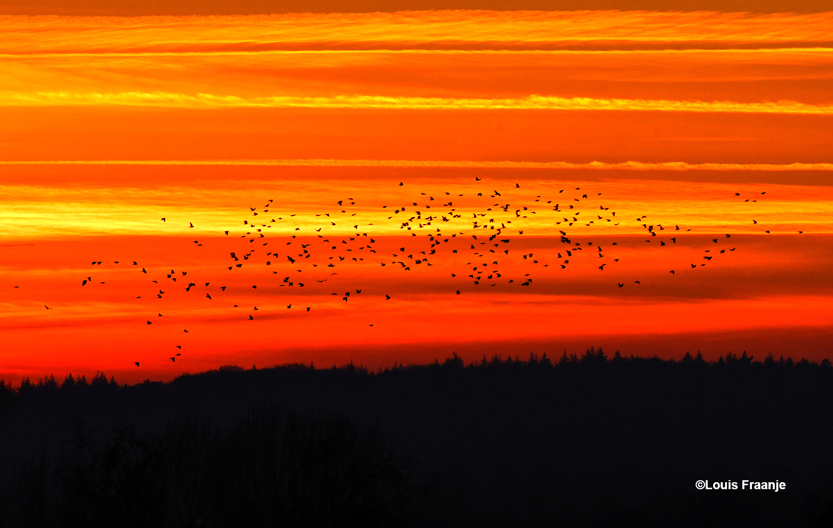 Avondrood met de langs vliegende zwerm vogels, een spectaculair schouwspel - Foto: ©Louis Fraanje