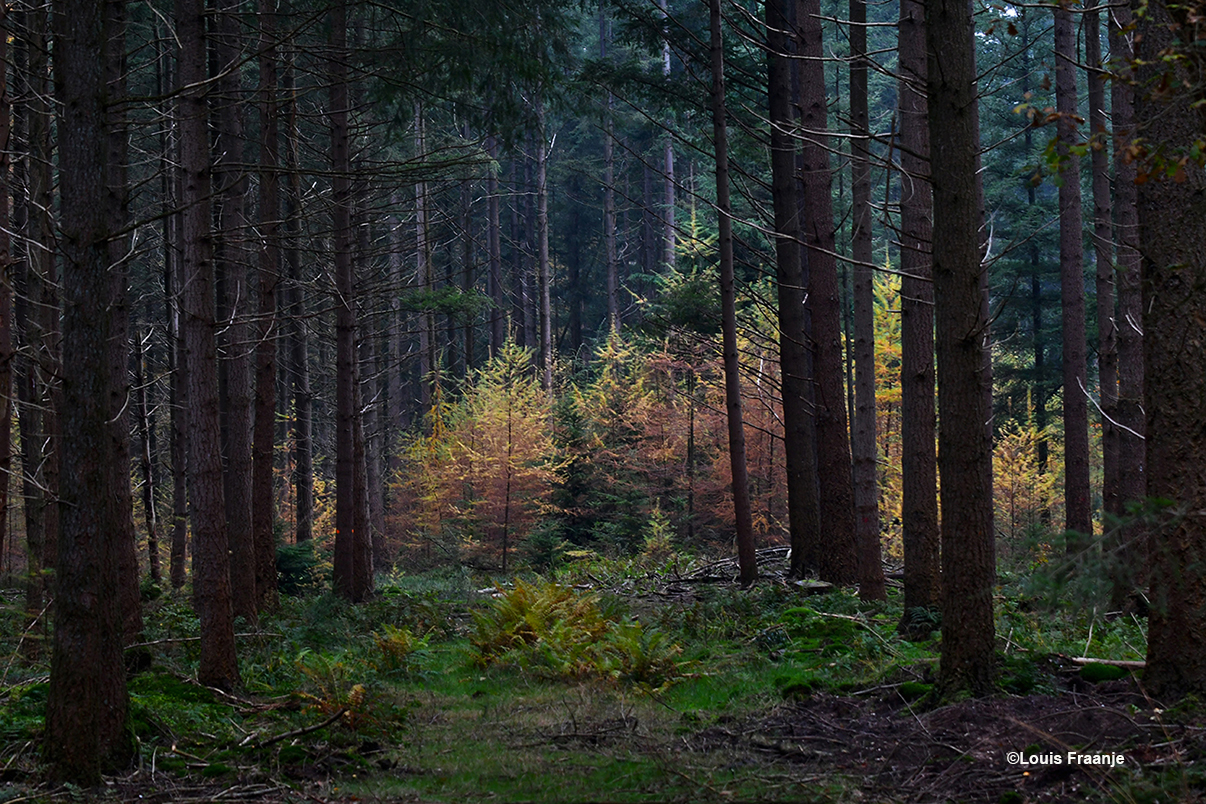 Als we langs een bosvak lopen met schitterende Douglas bomen, zien we halverwege een stukje met Lorken(Larixen) die helemaal in herfstkleur zijn, een naaldboom die hierom bekend staat! - Foto: ©Louis Fraanje