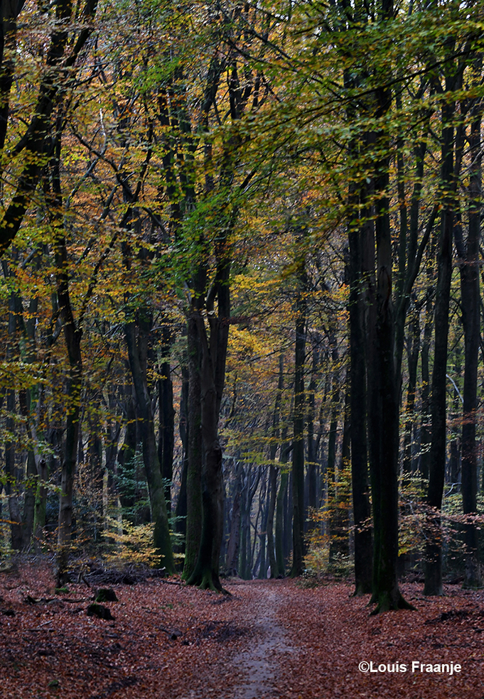 Hier en daar is er nogal wat hoogteverschil in het bos, dat maakt het allemaal nog interessanter - Foto: ©Louis Fraanje
