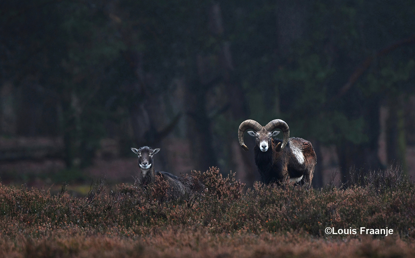 Moeflons op de heide, een ooi(vrouwtje) en een moeflonram – Foto: ©Louis Fraanje