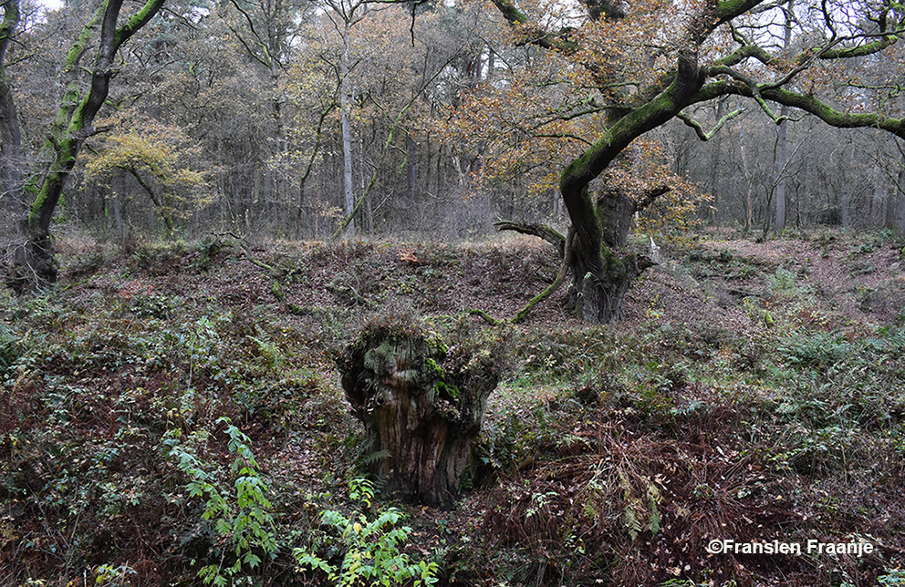 Overblijfselen uit een ver verleden, grillige bomen met hun oude verhaal geven een mystieke sfeer - Foto: ©Fransien Fraanje