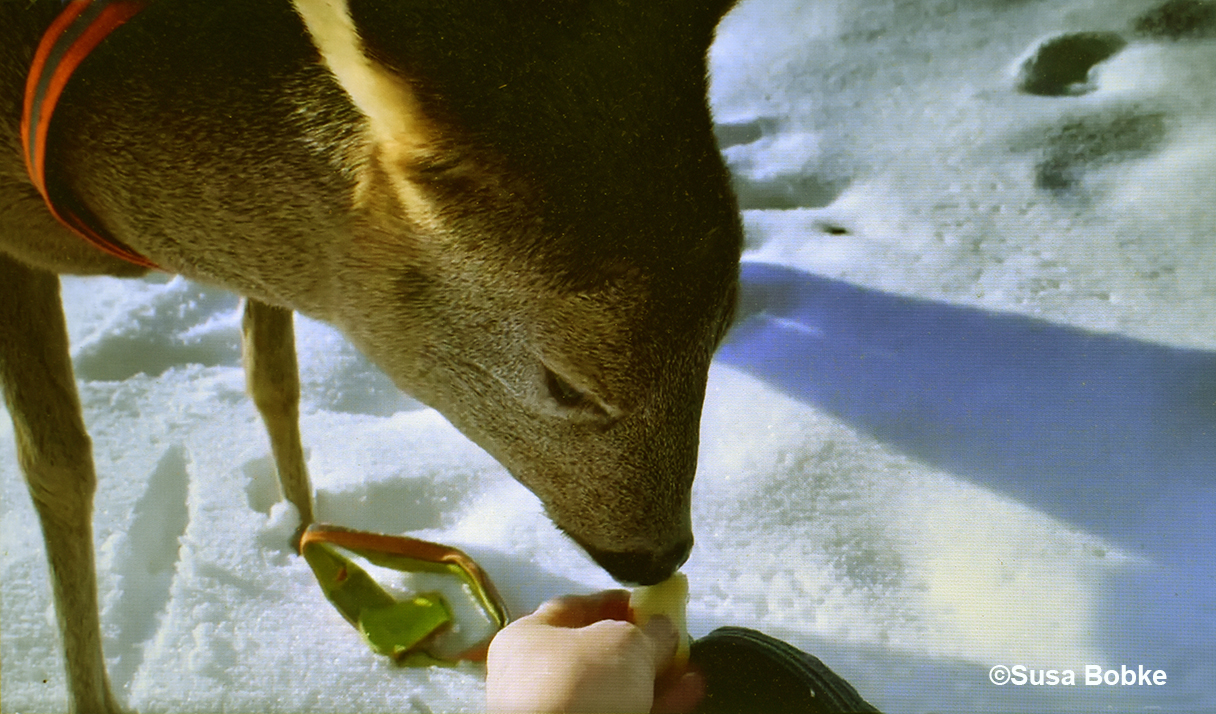 Schneewittchen kent geen angst voor mij, ze eet zelfs uit de hand – Foto: ©Susa Bobke