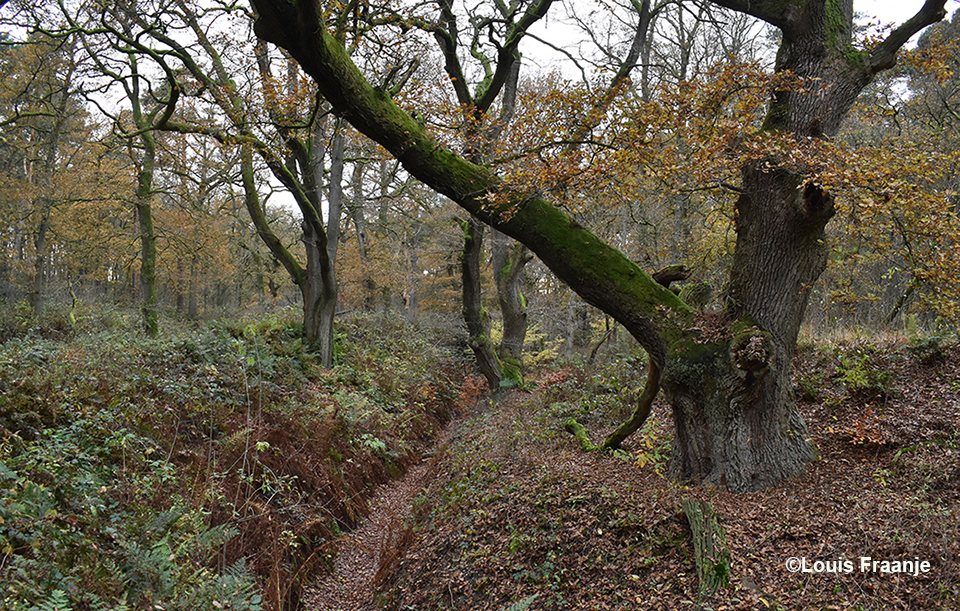 Een ware belevenis om weer eens kennis te maken met deze Middeleeuwse woudreuzen - Foto: ©Louis Fraanje