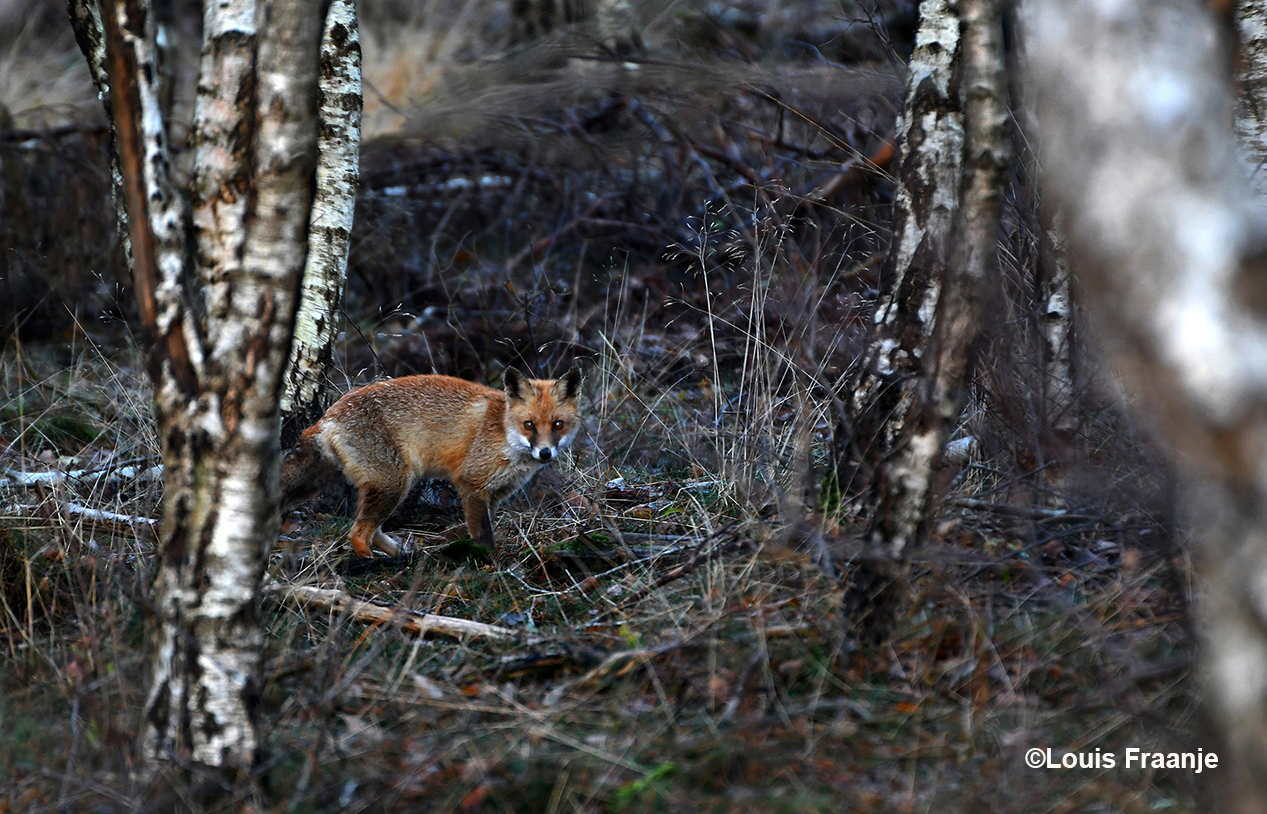 Tussen de berken in de bosrand blijft de jonge vos even staan loeren – Foto: ©Louis Fraanje