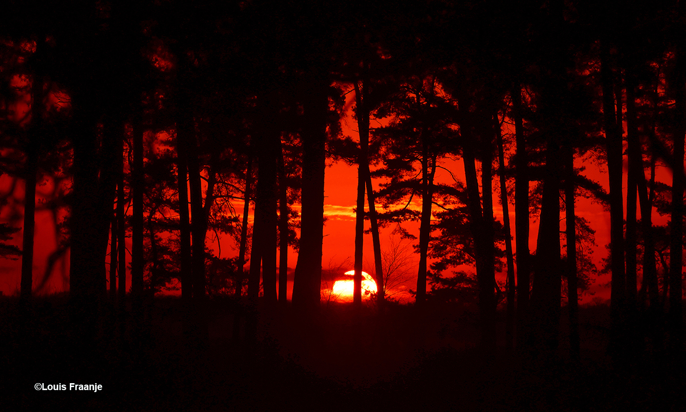 Vlammend avondrood aan de bosrand! - Foto: ©Louis Fraanje