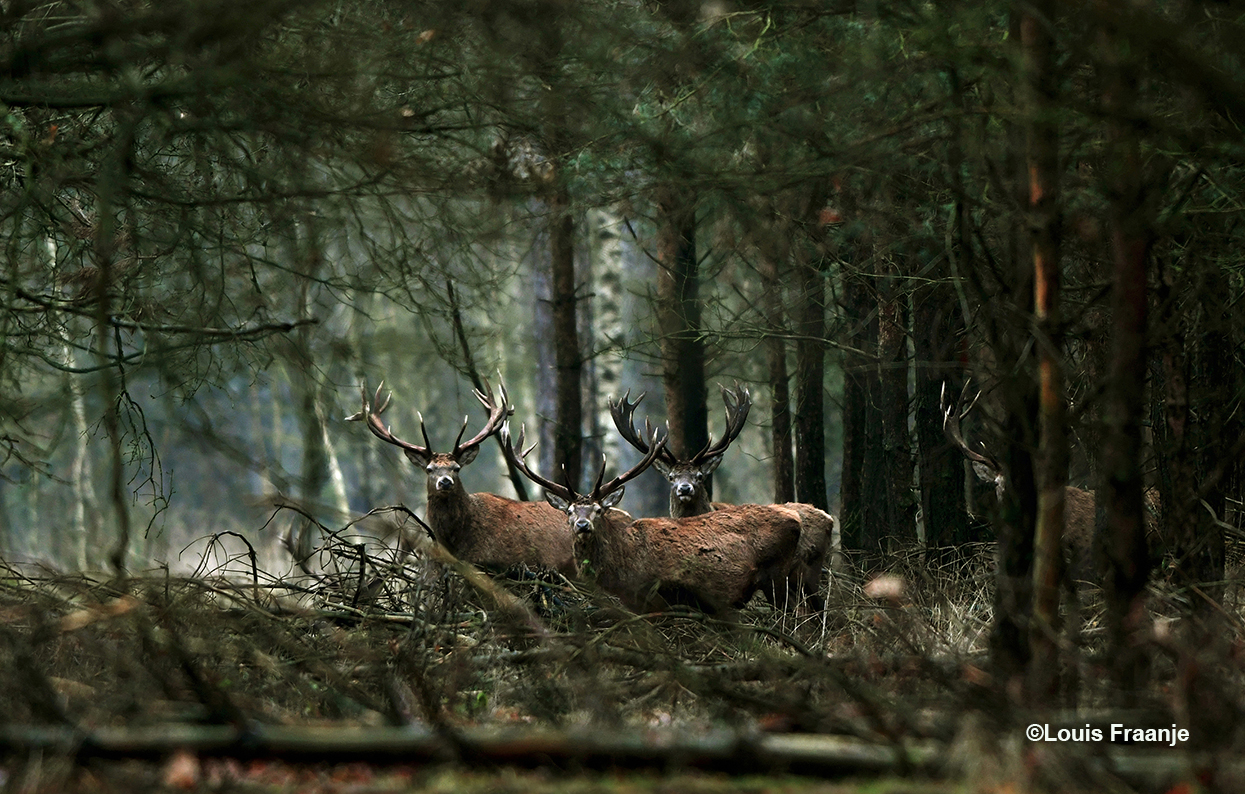 Helemaal achterin op een bospad stonden drie edelherten, en rechts ook nog een hert dat half verscholen achter een boom stond te gluren - Foto: ©Louis Fraanje