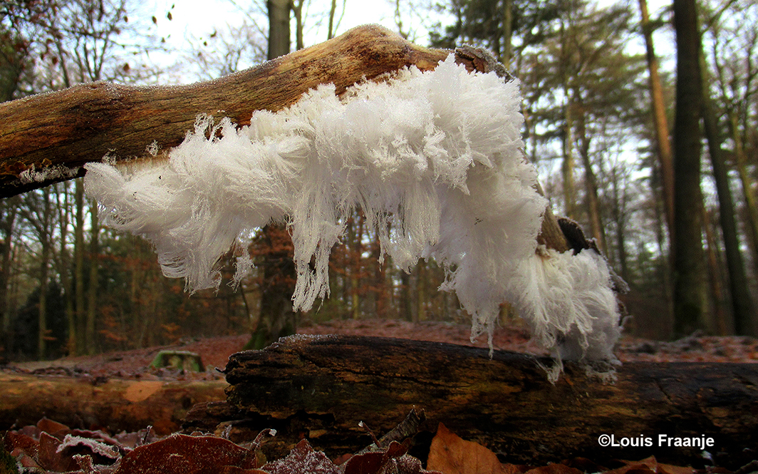 Schitterend om van dichtbij te zien hoe ijskristallen een kunststukje op zo’n dode tak toveren - Foto: ©Louis Fraanje